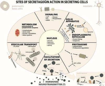 20 Years of Secretagogin: Exocytosis and Beyond